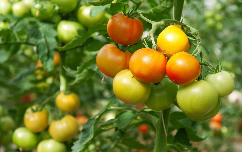 西红柿种植方法和时间(手把手教你种植高产优质的西红柿)